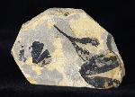 Ginkgo huttoni (STERNBERG in HEER 1876) - Bild &copy; FossNet FossilienStore